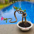 Tanaman Hias Bonsai Adenium Arabicum Obesum Kamboja Jepang B-KJ-013