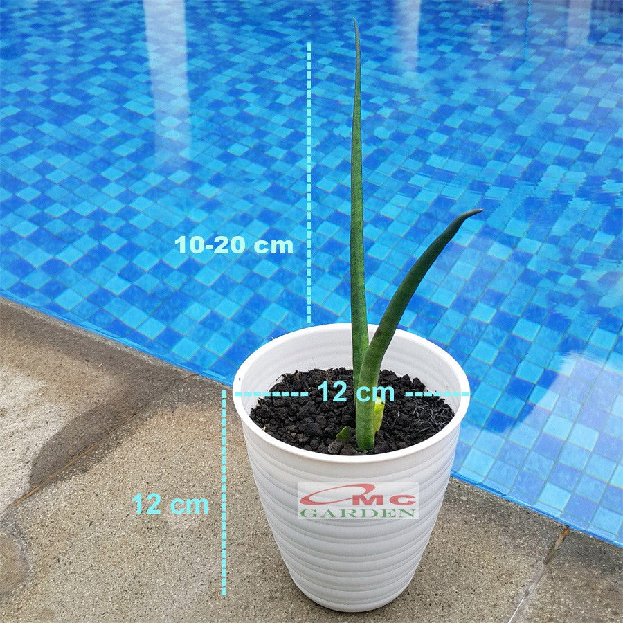 Lidah Mertua Sansevieria Sansivera Sansiviera Sensiviera Sp Cylindrica Bojer Tombak Belut LMC-1020
