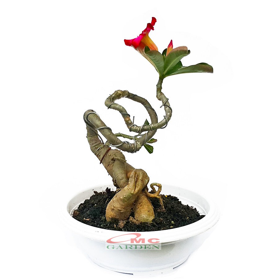 Tanaman Hias Bonsai Adenium Arabicum Obesum Kamboja Jepang B-KJ-009
