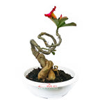 Tanaman Hias Bonsai Adenium Arabicum Obesum Kamboja Jepang B-KJ-009