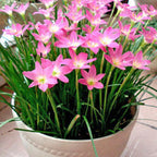 Tanaman Hias Lili Lily Hujan Peri Kucai Kacay Tulip Bawang Bawangan Pink Merah Muda Jambu LLH-PINK-1