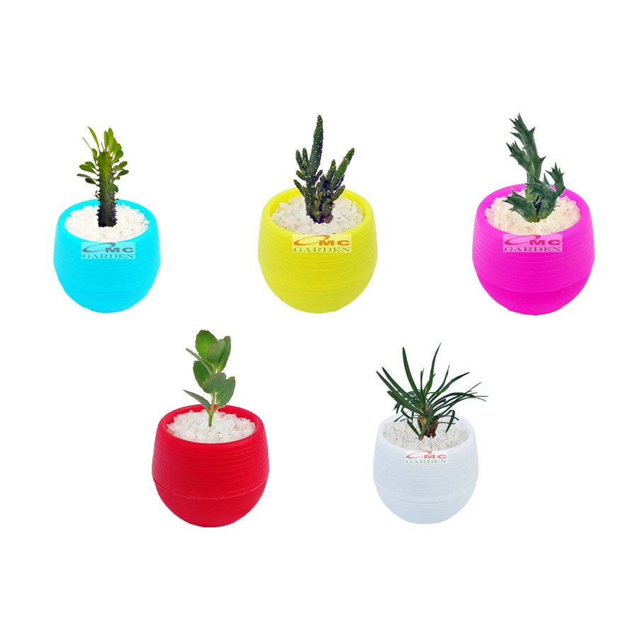 Tanaman Hias Sukulen Sekulen Mini Succulent Kaktus plus Pot Bola Warna SKLN-006-010