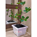 Tanaman Hias Pohon Bonsai Mame Beringin Korea Mini Dolar B-BK-002