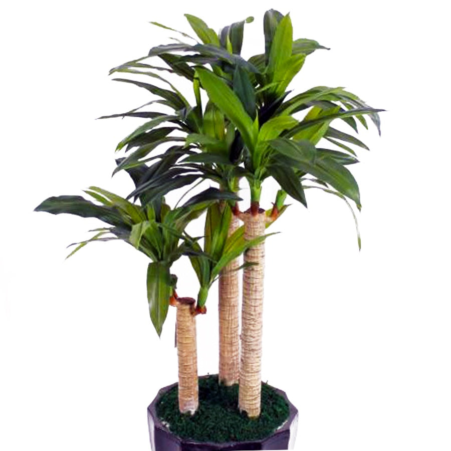 Tanaman Hias Bonsai Mame Dracaena Fragrans Massangeana Corn Plant Hijau Hanjuang Andong B-DFM-002