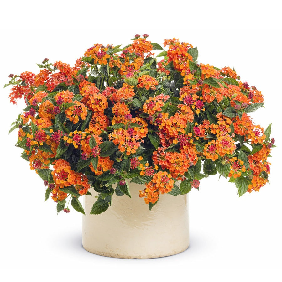 Bonsai Bonsae Lantana Camara Tembelekan Orange Pink Tanaman Hias 001