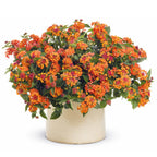 Lantana Camara Tembelekan Orange Pink Bibit Stek Batang Pohon Bonsai Tanaman Hias 2030