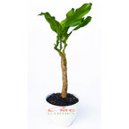 Bonsai Dracaena Fragrans Massangeana Corn Plant Hijau Hanjuang B-DFM-004