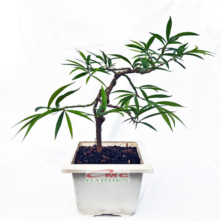 Bonsai Pohon Mahkota Dewa Simalakama Tanaman Hias Obat Tradisional B-MD-002