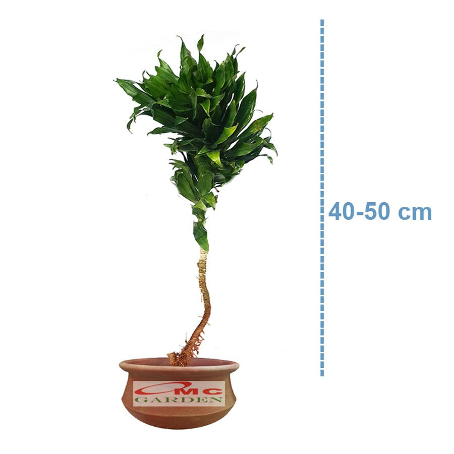 Tanaman Hias Dracaena Compacta Green Jewel Hanjuang Andong Kemoceng DC-4050