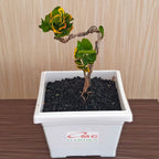 Bonsai Bonsae Mame Puring Croton Emping Jengkol Coin Mawar Tanaman Hias Pohon B-PR-EMPING-004