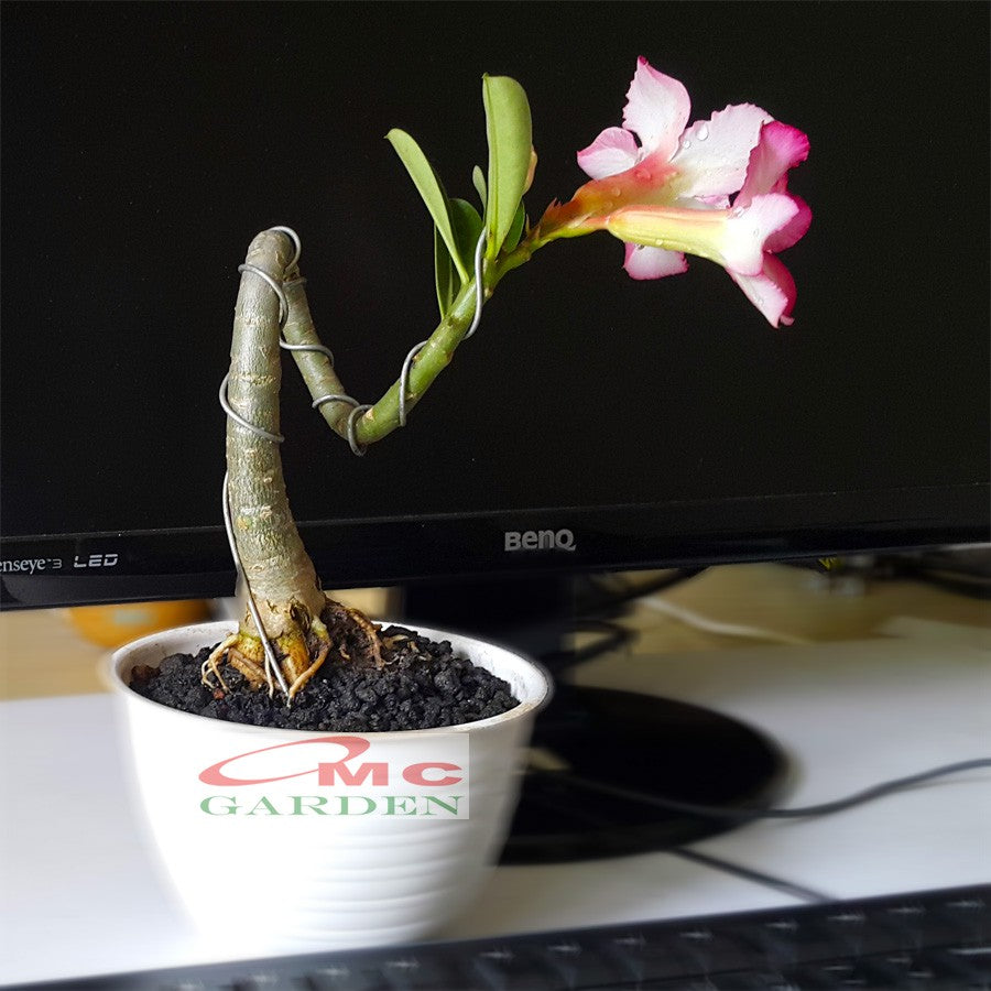 Tanaman Hias Bonsai Adenium Arabicum Obesum Kamboja Jepang B-KJ-001