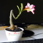 Tanaman Hias Bonsai Adenium Arabicum Obesum Kamboja Jepang B-KJ-001