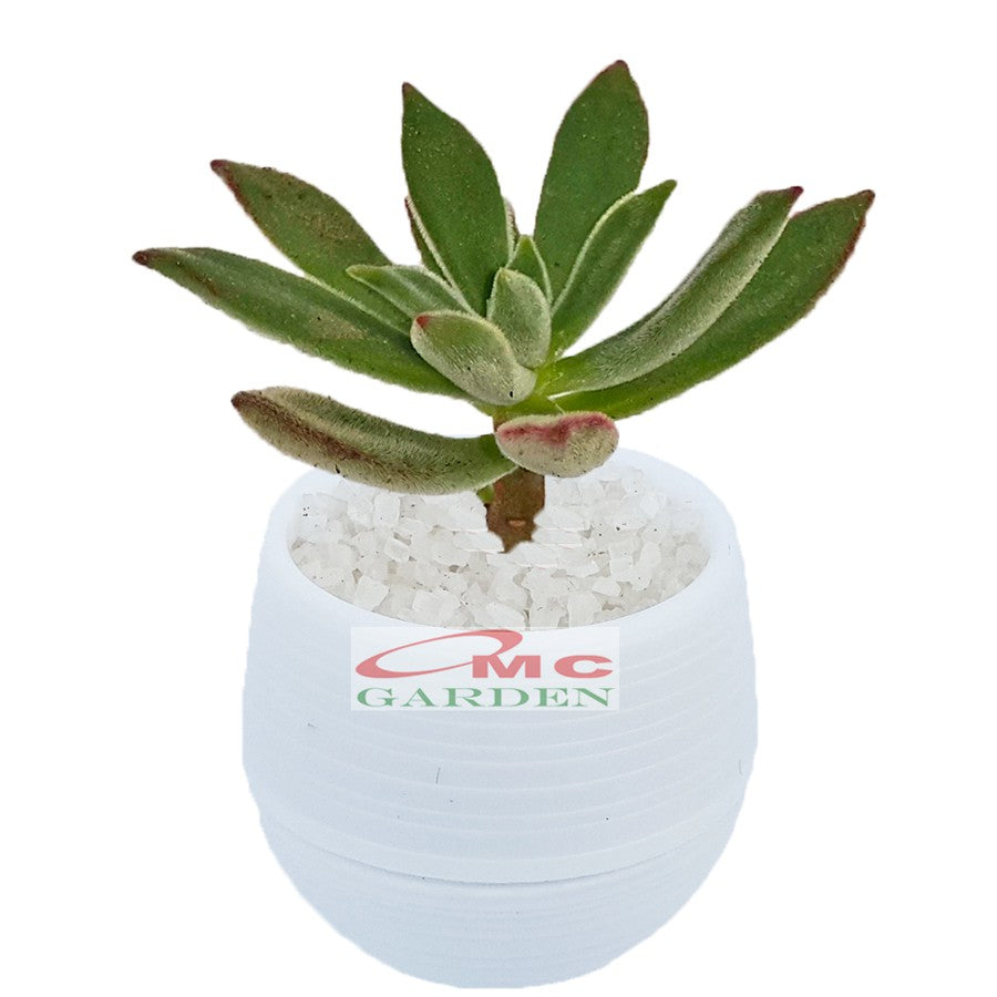 Tanaman Hias Sukulen Sekulen Mini Succulent Kaktus plus Pot Bola Warna SKLN-006-010