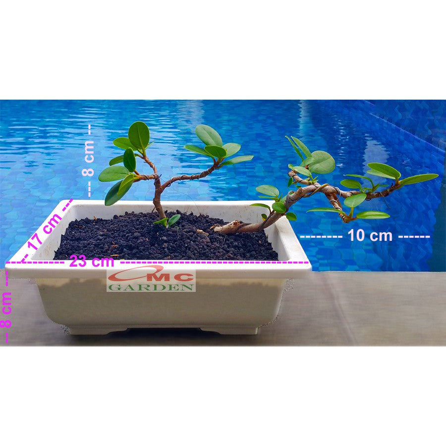 Tanaman Hias Pohon Bonsai Mame Beringin Korea Mini Dolar B-BK-015