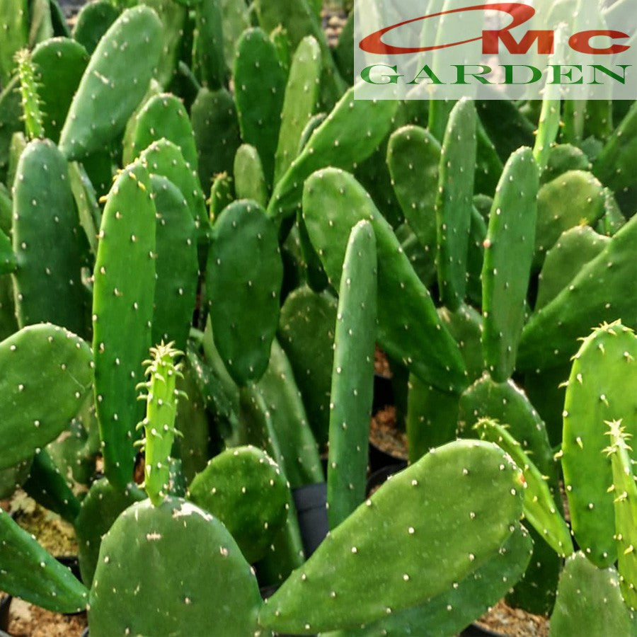 Bibit Tanaman Hias Pohon Katus Kaktus Centong KC-1015