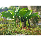 Tanaman Pohon Sepatu Filum Peace Lily Lili Spatyfhilum PS-3040