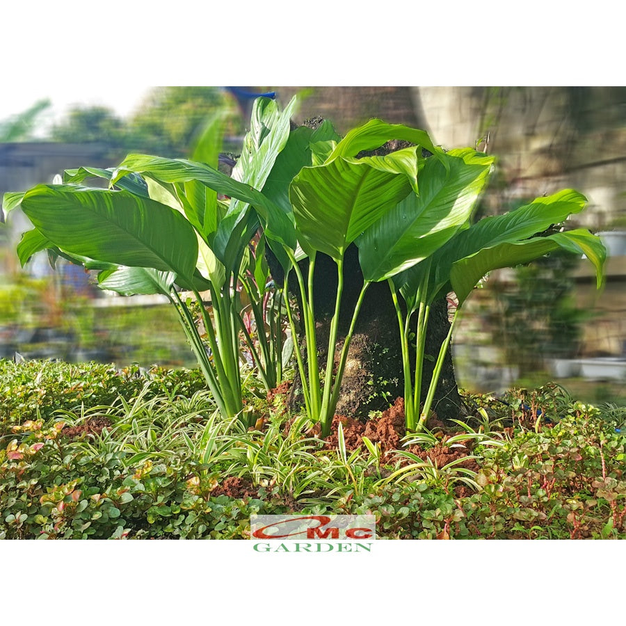 Tanaman Pohon Sepatu Filum Peace Lily Lili Spatyfhilum PS-3040