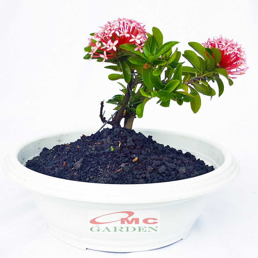 Tanaman Hias Bonsai Mame Soka Mini Asoka Jepang Ixora Pink B-SMP-006