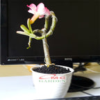 Tanaman Hias Bonsai Adenium Arabicum Obesum Kamboja Jepang B-KJ-012