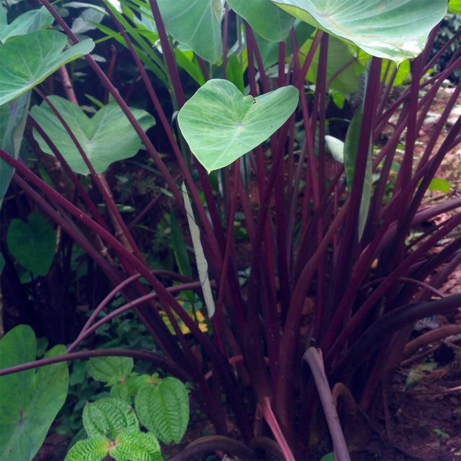 Talas Ungu Bentul Merah Hitam Wulung Taroblack Black Taro Bibit Tanaman 3050