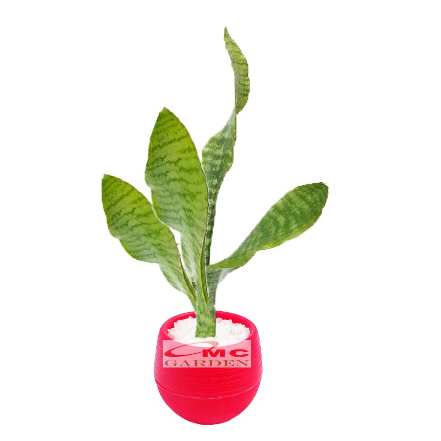 Lidah Mertua Sansevieria Sansivera Sansiviera Sensiviera Trifasciata Futura Robusta Hijau LM-H-4050