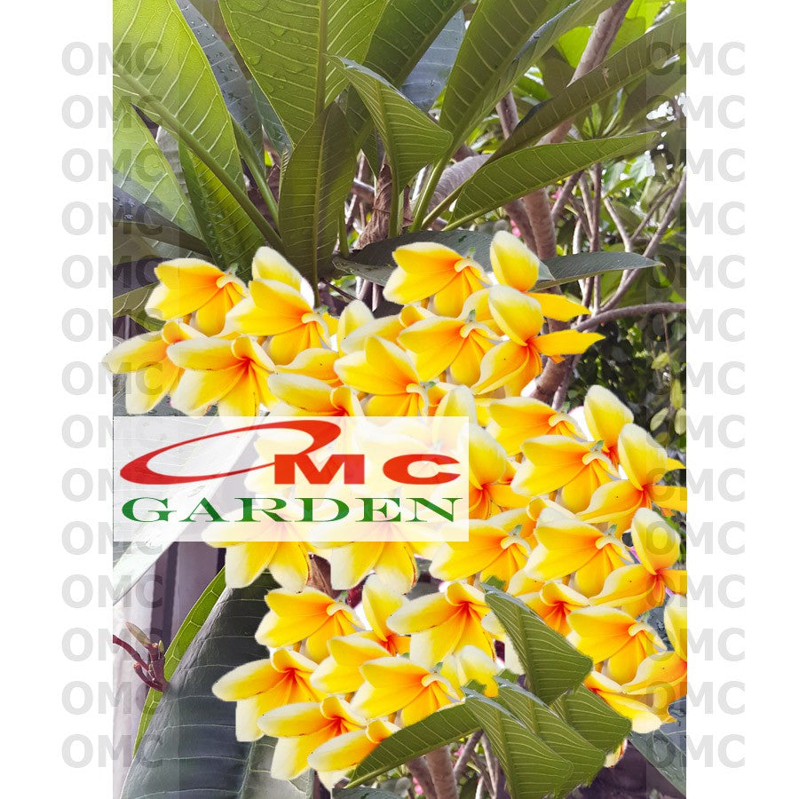 Tanaman Kamboja Bali Jepun Jpun Semboja Frangipani Merah Fanta Kuning Pink Jambu Putih Hibrid Hybrid Batang
