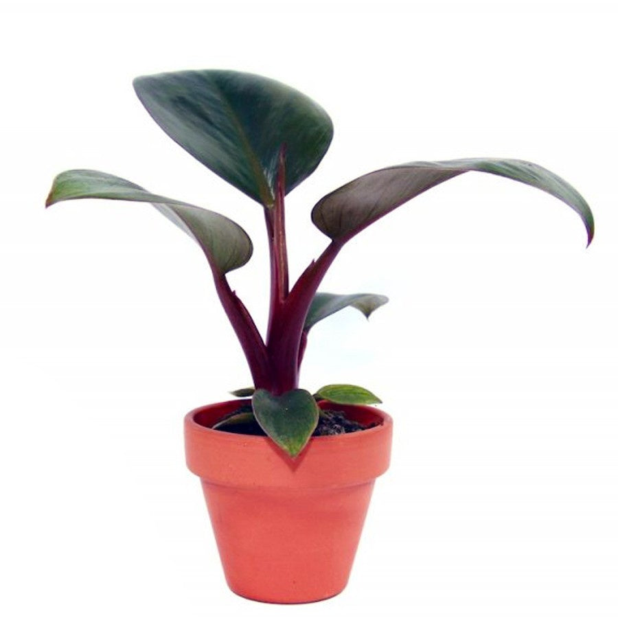 Philodendron Red Congo Kongo Petite Philo Dwarf Tanaman Hias 1015