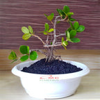 Tanaman Hias Pohon Bonsai Mame Beringin Korea Mini Dolar B-BK-013