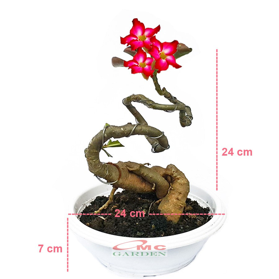 Tanaman Hias Bonsai Adenium Arabicum Obesum Kamboja Jepang B-KJ-009