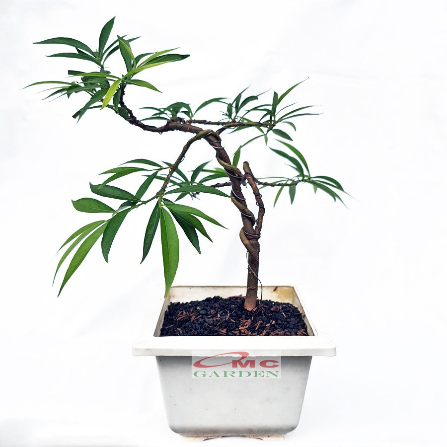 Bonsai Pohon Mahkota Dewa Simalakama Tanaman Hias Obat Tradisional B-MD-002