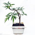 Bonsai Pohon Mahkota Dewa Simalakama Tanaman Hias Obat Tradisional B-MD-002