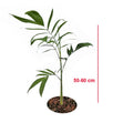 Tanaman Hias Palm Palem Bambu Chamaedorea Komodoria Comodorya PB-5060