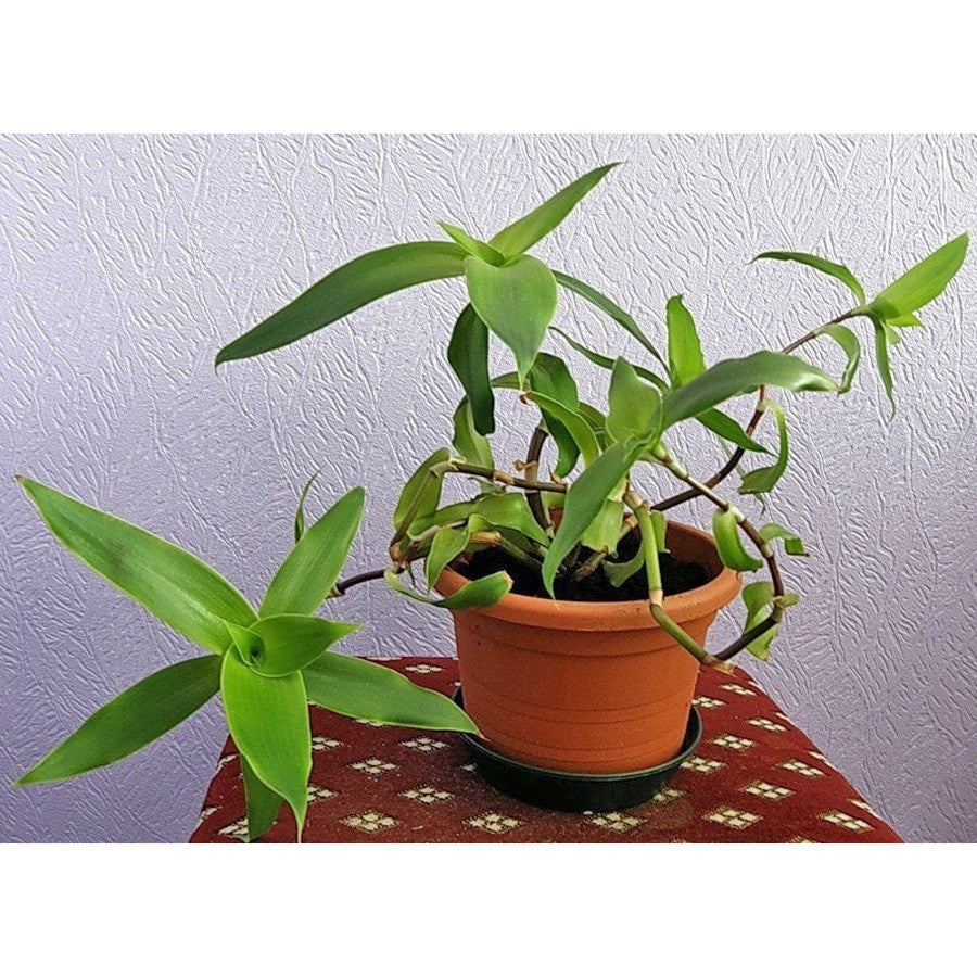 Callisia Fragrans Wangi Kumis Emas Tanaman Hias Keranjang CLSF-1020
