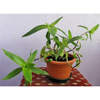 Callisia Fragrans Wangi Kumis Emas Tanaman Hias Keranjang CLSF-1020