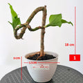 Tanaman Hias Bonsai Mame Dracaena Fragrans Massangeana Corn Plant Hijau Hanjuang Andong B-DFM-001