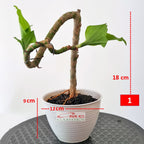 Tanaman Hias Bonsai Mame Dracaena Fragrans Massangeana Corn Plant Hijau Hanjuang Andong B-DFM-001