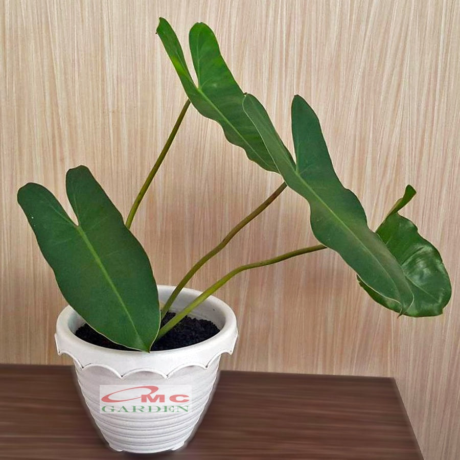 Philodendron Philo Brekele Burle Marx Tanaman Hias PBR-1020