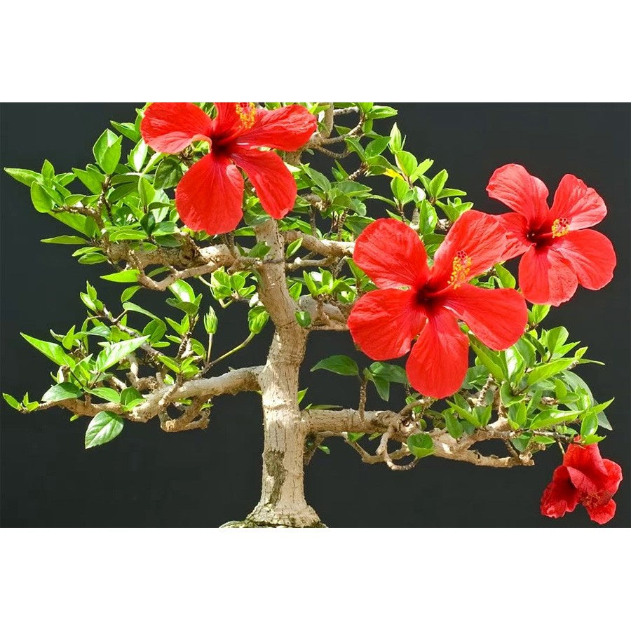 Bonsai Bonsae Mame Kembang Sepatu Bunga Raya Hibiscus Worawari Rosa Dinensis Merah Tanaman Hias 002