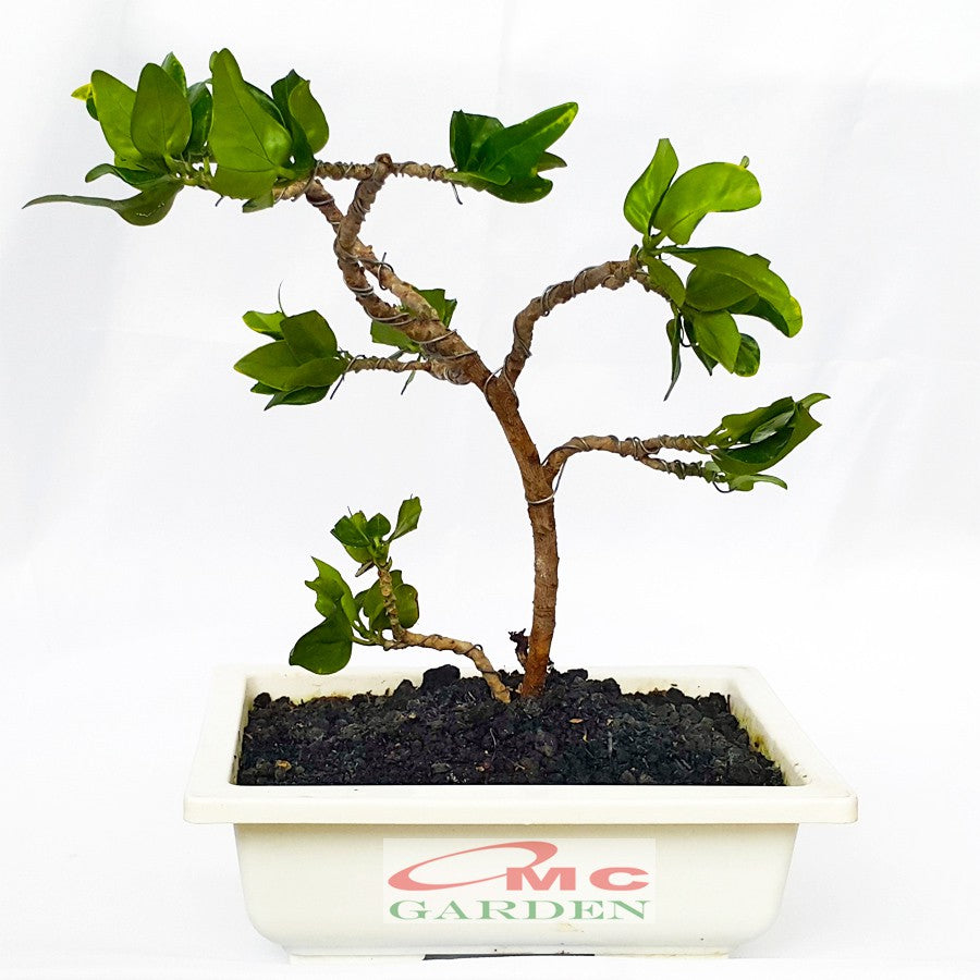 Tanaman Hias Pohon Bonsai Mame Puring Croton Emping Jengkol Coin Mawar B-PR-EMPING-001