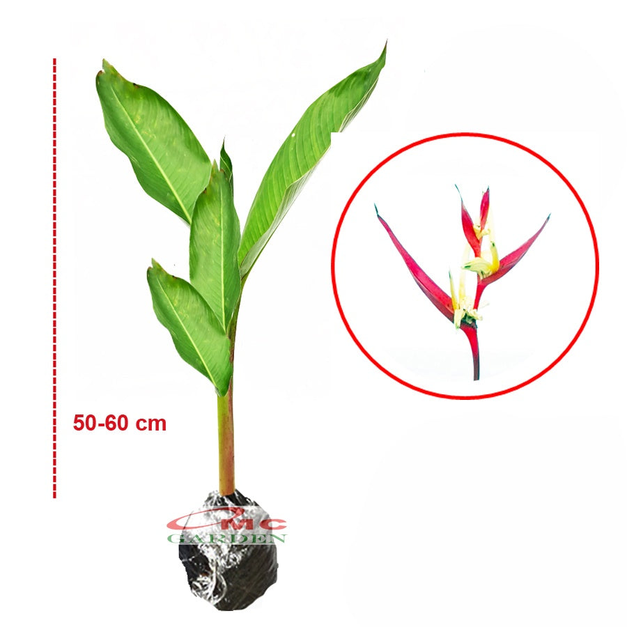 Heliconia Helikonia Pisang Pisangan Psittacorum Tanaman Hias HELICONIA-P-5060