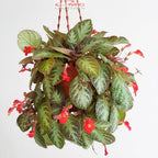 Tanaman Hias Episcia Cupreata Begonia Beludru Coklat Silver Gantung Penutup Tanah EP-CS