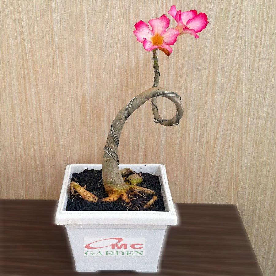 Tanaman Hias Bonsai Mame Adenium Arabicum Obesum Kamboja Jepang B-KJ-011