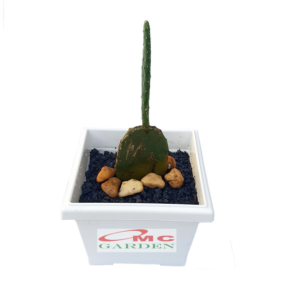 Tanaman Hias Pohon Katus Kaktus Centong KC-01-1520