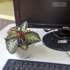 Tanaman Hias Episcia Cupreata Begonia Beludru Coklat Silver Gantung Penutup Tanah EP-CS-001