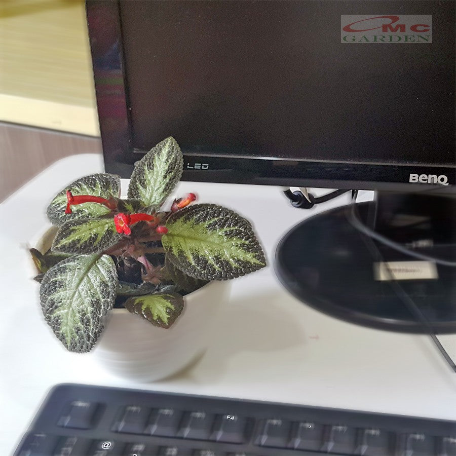 Tanaman Hias Episcia Cupreata Begonia Beludru Coklat Silver Gantung Penutup Tanah EP-CS