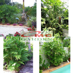 Tanaman Hias Palm Palem Bambu Chamaedorea Komodoria Comodorya PB-5060