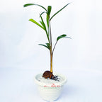 Tanaman Hias Pohon Bonsai Mame Palm Palem Raja Roystonea Regia Bibit B-PR-003