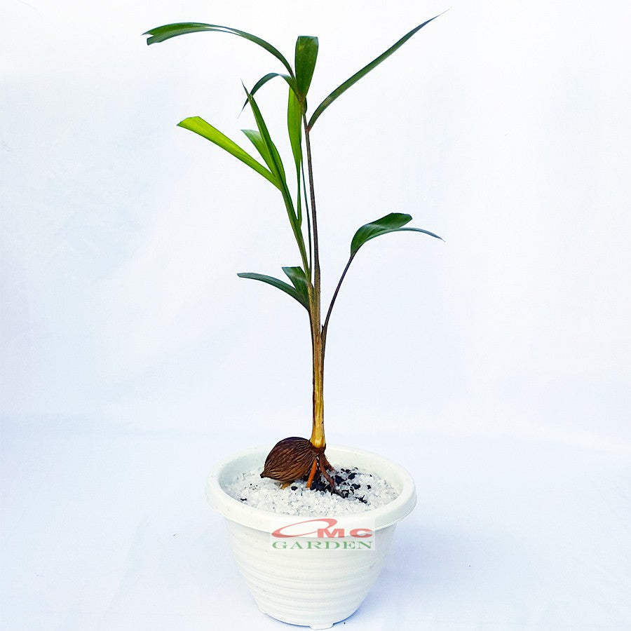 Tanaman Hias Pohon Bonsai Mame Palm Palem Raja Roystonea Regia Bibit B-PR-003