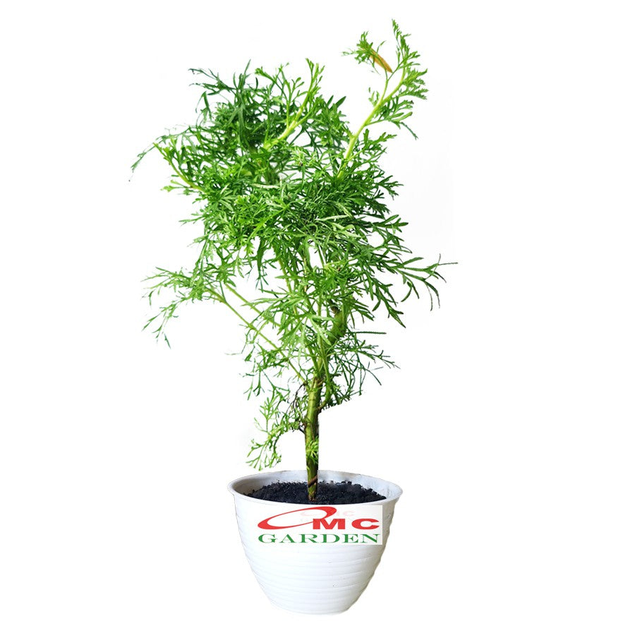 Bonsai Mame Cemara Air Angin Embun Laut Angin Balon Adas Tanaman Hias 001