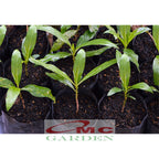 Bibit Tanaman Pohon Mengkudu Noni Pace Tanaman Obat Herbal MKD-1020